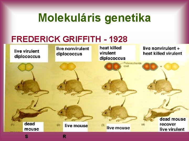 Molekuláris genetika FREDERICK GRIFFITH - 1928 S R 