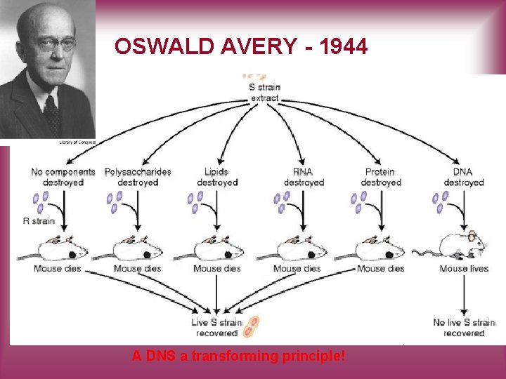 OSWALD AVERY - 1944 A DNS a transforming principle! 