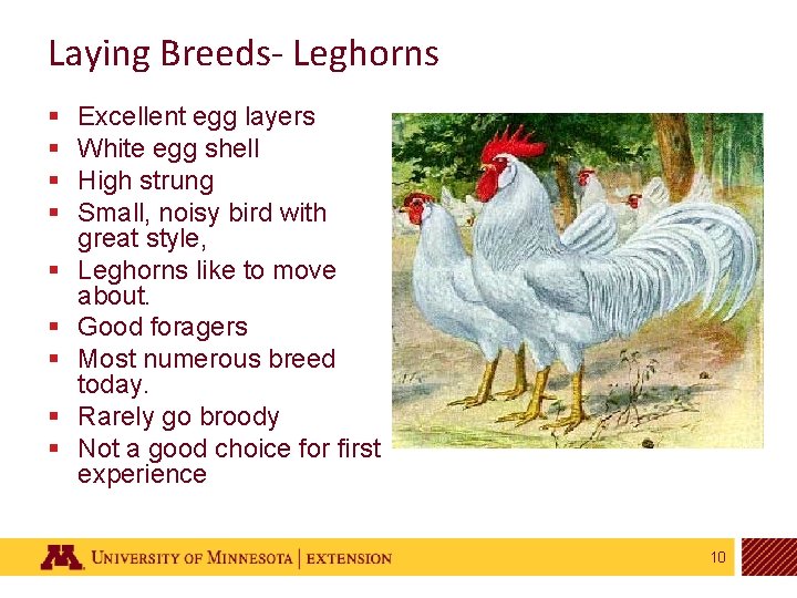 Laying Breeds- Leghorns § § § § § Excellent egg layers White egg shell