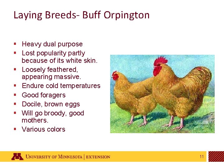 Laying Breeds- Buff Orpington § Heavy dual purpose § Lost popularity partly because of