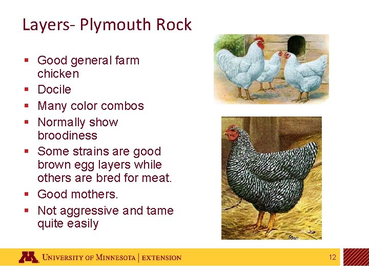 Layers- Plymouth Rock § Good general farm chicken § Docile § Many color combos