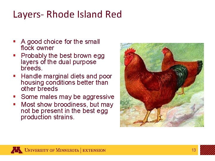 Layers- Rhode Island Red § A good choice for the small flock owner §