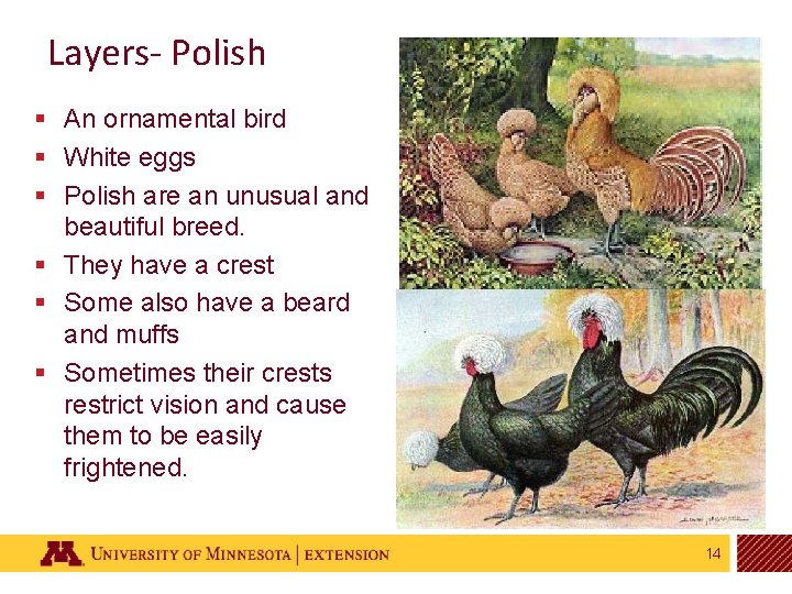 Layers- Polish § An ornamental bird § White eggs § Polish are an unusual