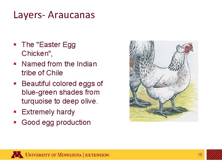 Layers- Araucanas § The "Easter Egg Chicken", § Named from the Indian tribe of