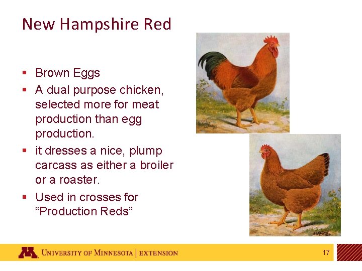 New Hampshire Red § Brown Eggs § A dual purpose chicken, selected more for