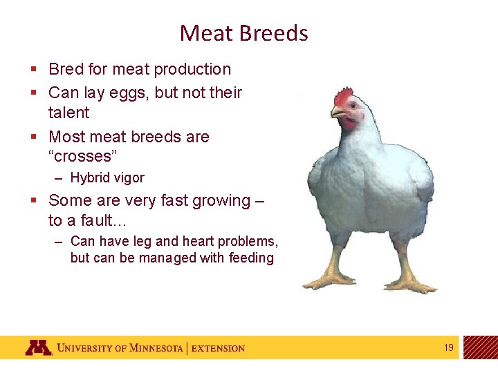 Meat Breeds § Bred for meat production § Can lay eggs, but not their