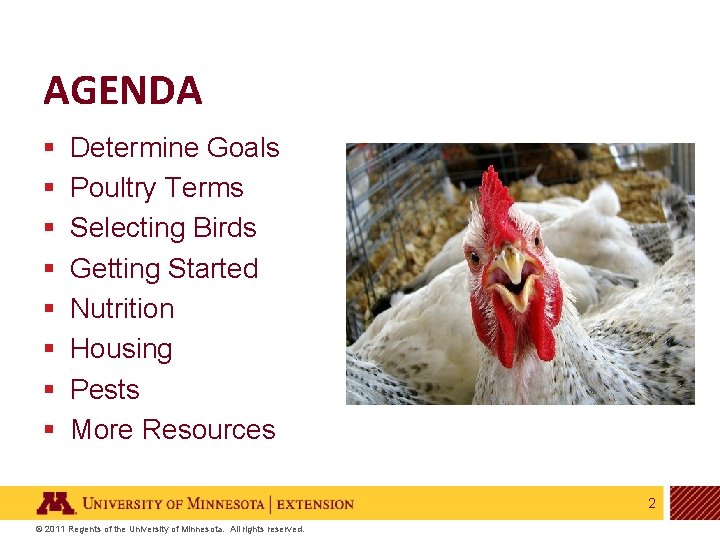 AGENDA § § § § Determine Goals Poultry Terms Selecting Birds Getting Started Nutrition