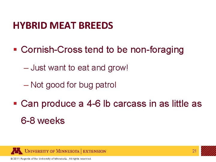 HYBRID MEAT BREEDS § Cornish-Cross tend to be non-foraging – Just want to eat