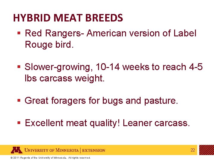 HYBRID MEAT BREEDS § Red Rangers- American version of Label Rouge bird. § Slower-growing,