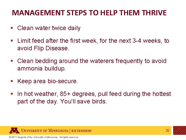 MANAGEMENT STEPS TO HELP THEM THRIVE § Clean water twice daily § Limit feed