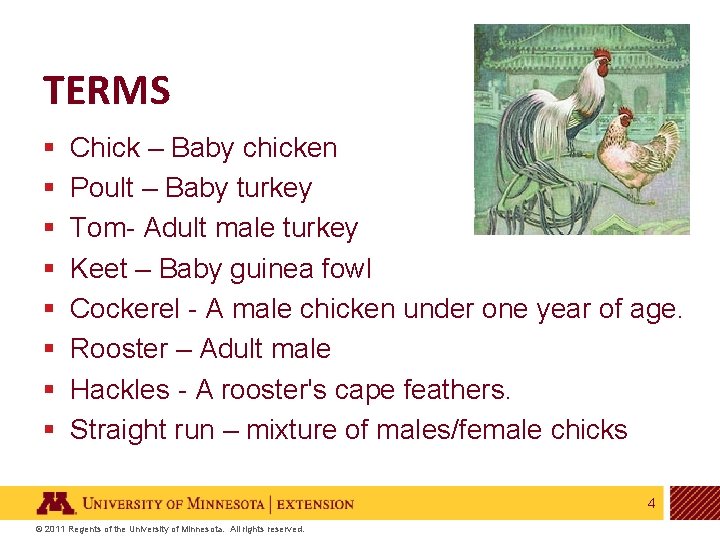 TERMS § § § § Chick – Baby chicken Poult – Baby turkey Tom-