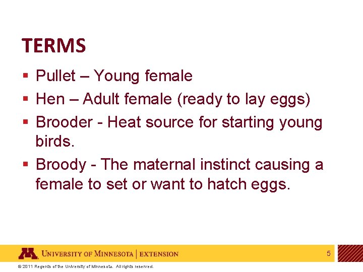 TERMS § Pullet – Young female § Hen – Adult female (ready to lay