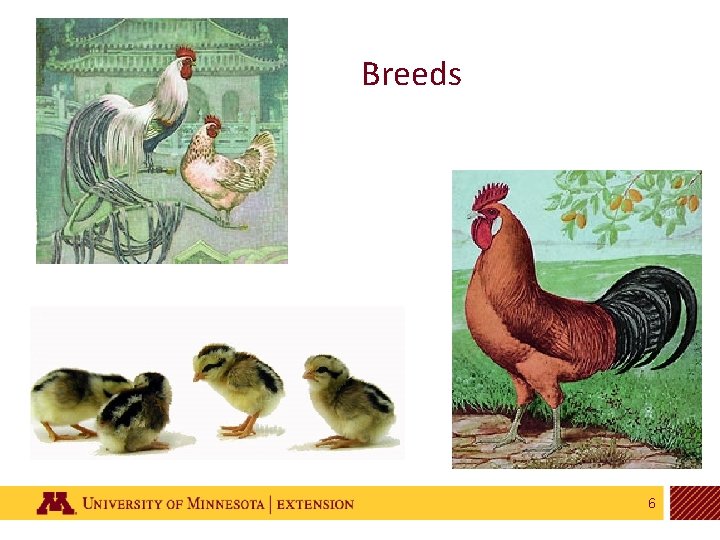 Breeds 6 