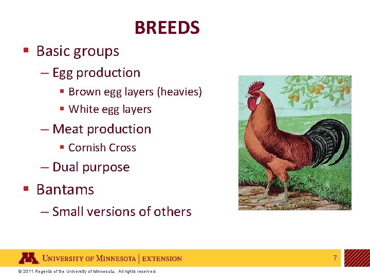 BREEDS § Basic groups – Egg production § Brown egg layers (heavies) § White