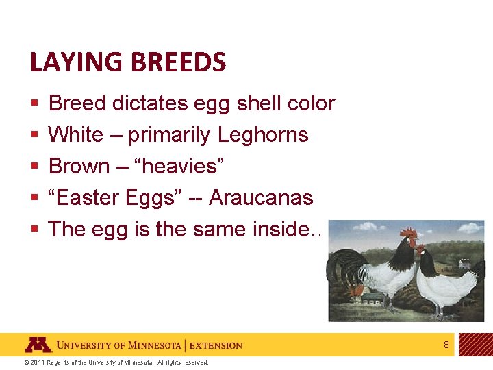 LAYING BREEDS § § § Breed dictates egg shell color White – primarily Leghorns