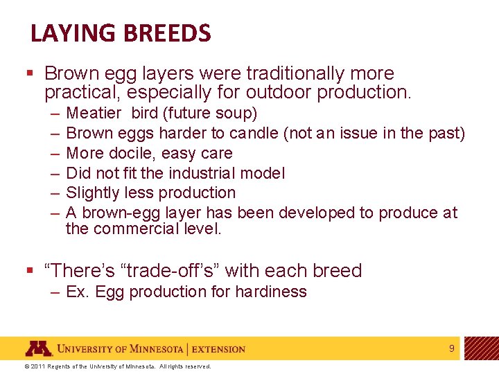 LAYING BREEDS § Brown egg layers were traditionally more practical, especially for outdoor production.