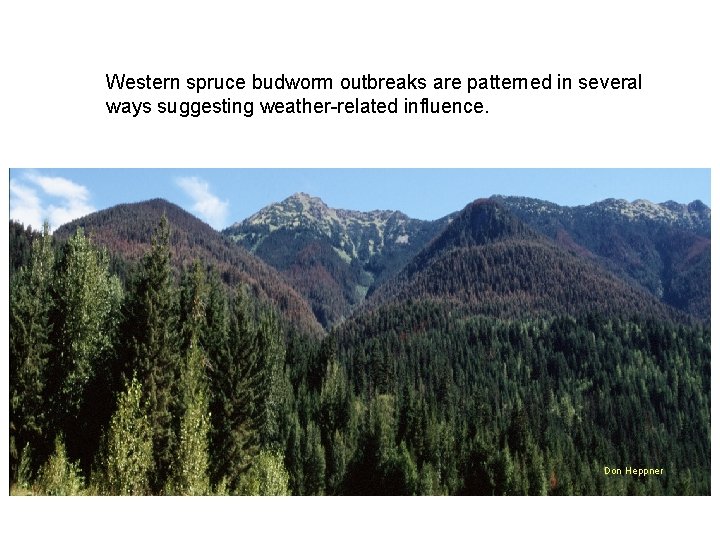 Western spruce budworm outbreaks are patterned in several ways suggesting weather-related influence. Don Heppner