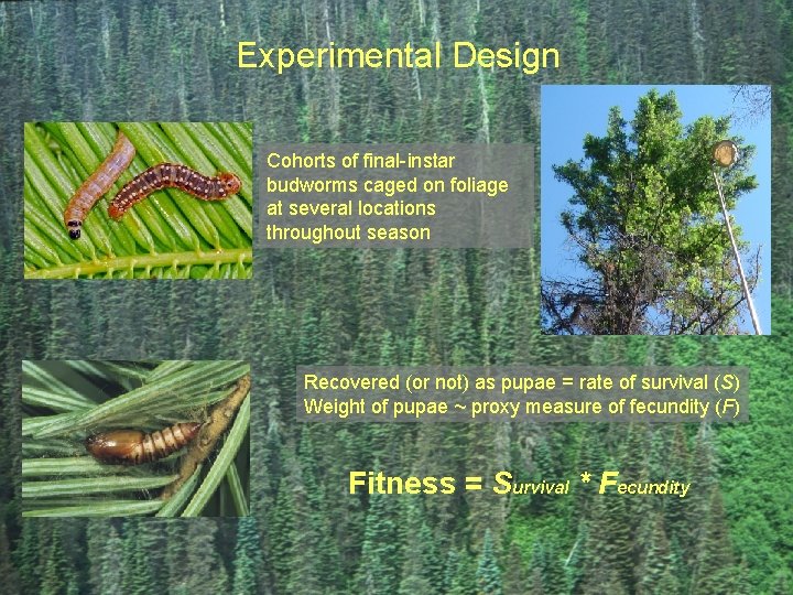 Experimental Design Cohorts of final-instar budworms caged on foliage at several locations throughout season