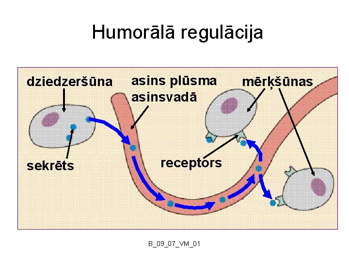 Humorālā regulācija dziedzeršūna sekrēts asins plūsma asinsvadā receptors B_09_07_VM_01 mērķšūnas 