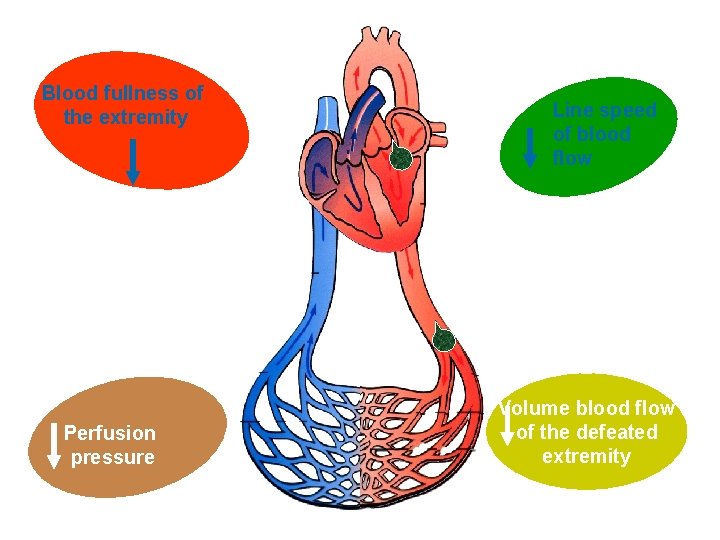 Blood fullness of the extremity Perfusion pressure Line speed of blood flow Volume blood