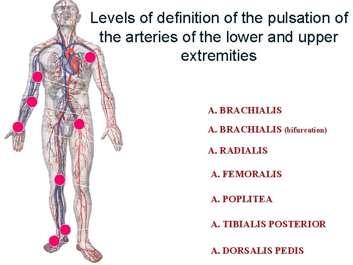 Levels of definition of the pulsation of the arteries of the lower and upper