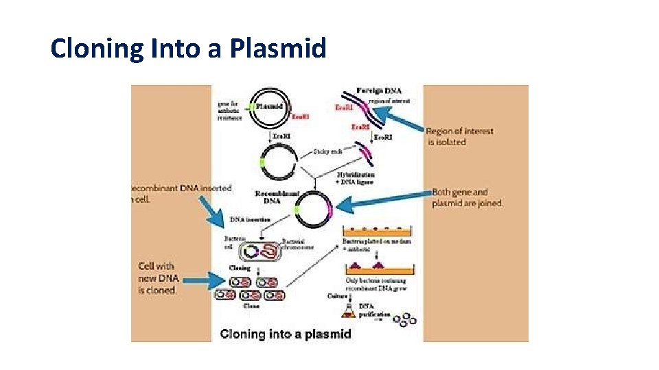 Cloning Into a Plasmid 