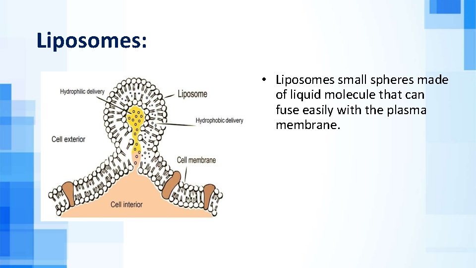 Liposomes: • Liposomes small spheres made of liquid molecule that can fuse easily with