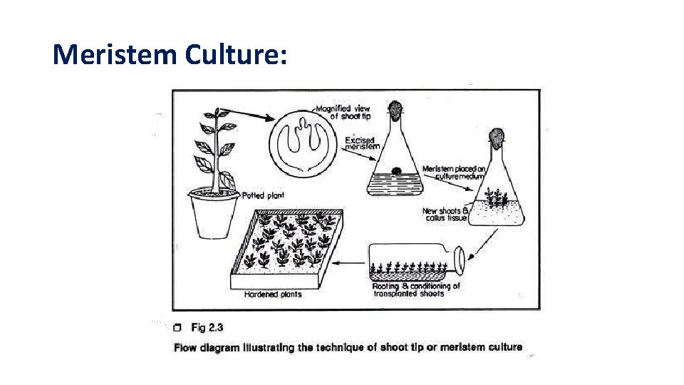Meristem Culture: 