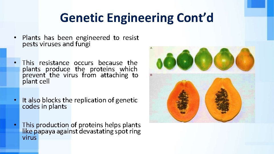 Genetic Engineering Cont’d • Plants has been engineered to resist pests viruses and fungi