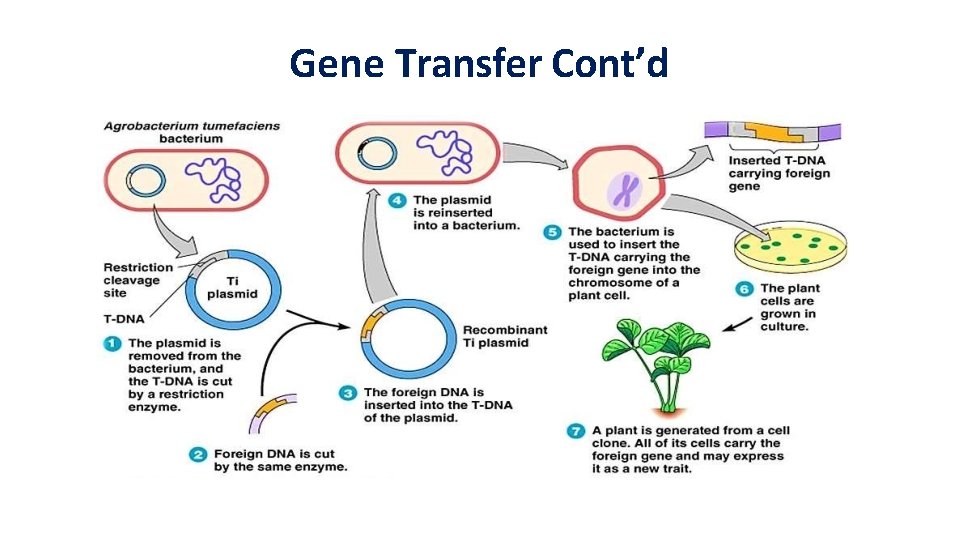 Gene Transfer Cont’d 