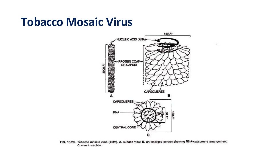Tobacco Mosaic Virus 