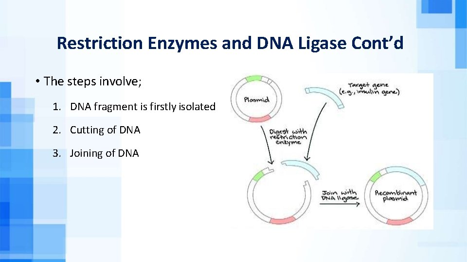 Restriction Enzymes and DNA Ligase Cont’d • The steps involve; 1. DNA fragment is