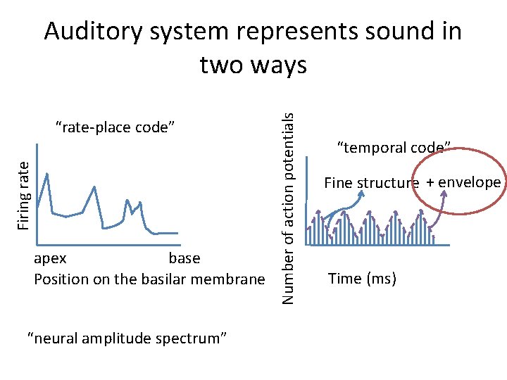 Firing rate “rate-place code” apex base Position on the basilar membrane “neural amplitude spectrum”