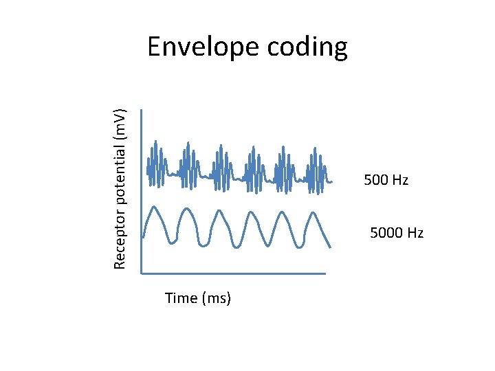 Receptor potential (m. V) Envelope coding 500 Hz 5000 Hz Time (ms) 