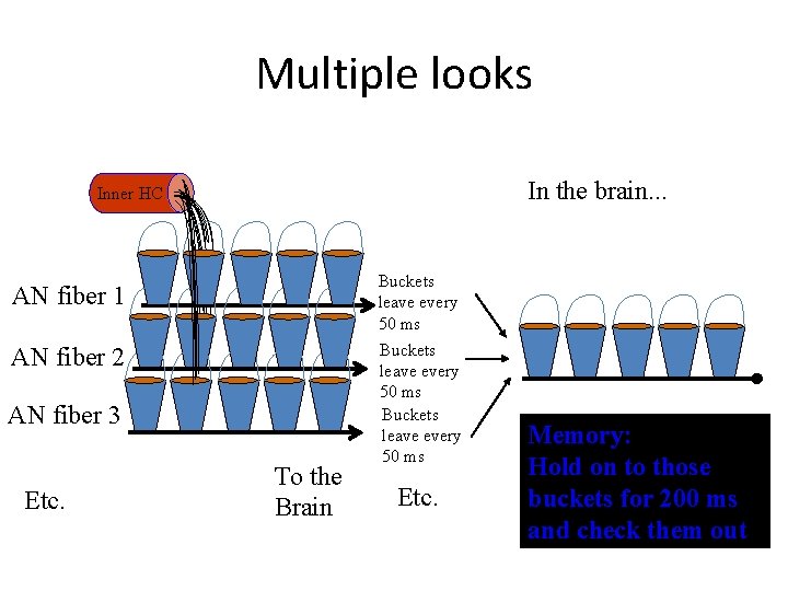 Multiple looks In the brain. . . Inner HC AN fiber 1 AN fiber Multiple looks In the brain. . . Inner HC AN fiber 1 AN fiber