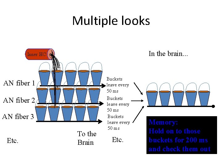 Multiple looks In the brain. . . Inner HC AN fiber 1 AN fiber