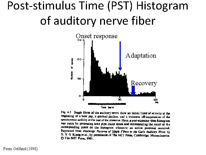 Post-stimulus Time (PST) Histogram of auditory nerve fiber Onset response Adaptation Recovery From Gelfand