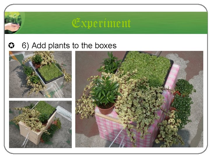 Experiment µ 6) Add plants to the boxes 