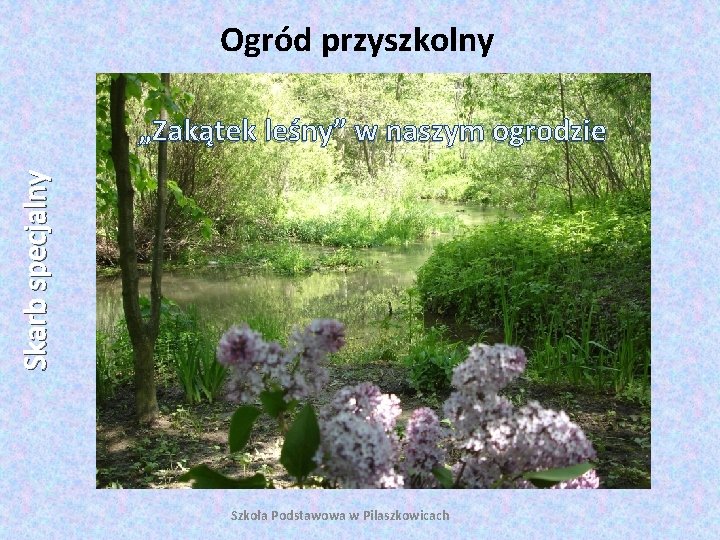 Ogród przyszkolny Skarb specjalny „Zakątek leśny” w naszym ogrodzie Szkoła Podstawowa w Pilaszkowicach 