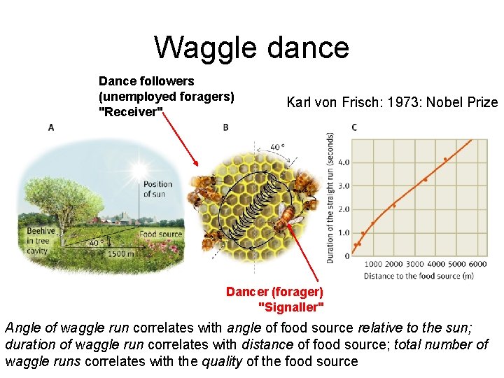 Waggle dance Dance followers (unemployed foragers) "Receiver" Karl von Frisch: 1973: Nobel Prize Dancer