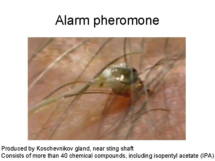 Alarm pheromone Produced by Koschevnikov gland, near sting shaft Consists of more than 40