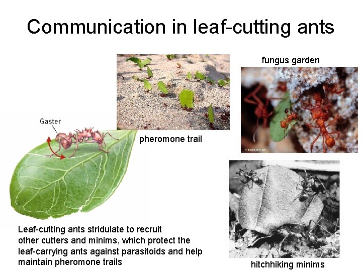 Communication in leaf-cutting ants fungus garden pheromone trail Leaf-cutting ants stridulate to recruit other