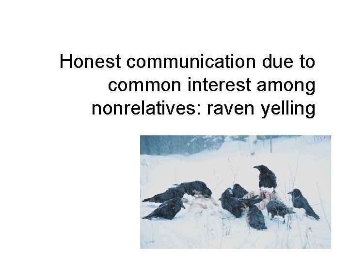 Honest communication due to common interest among nonrelatives: raven yelling 