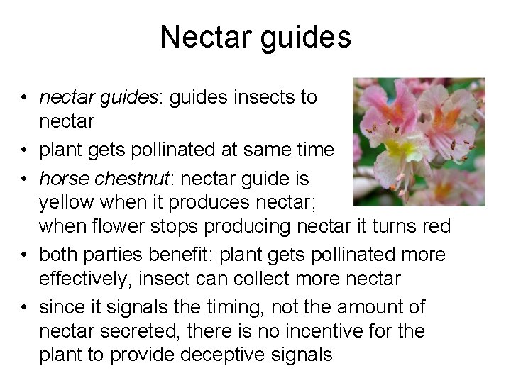 Nectar guides • nectar guides: guides insects to nectar • plant gets pollinated at