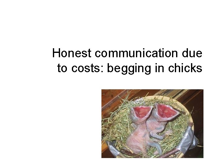 Honest communication due to costs: begging in chicks 