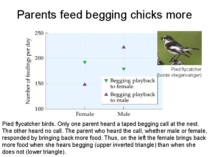 Parents feed begging chicks more Pied flycatcher (bonte vliegenvanger) Pied flycatcher birds. Only one