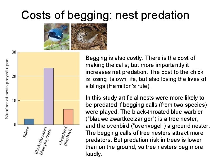 Costs of begging: nest predation Begging is also costly. There is the cost of