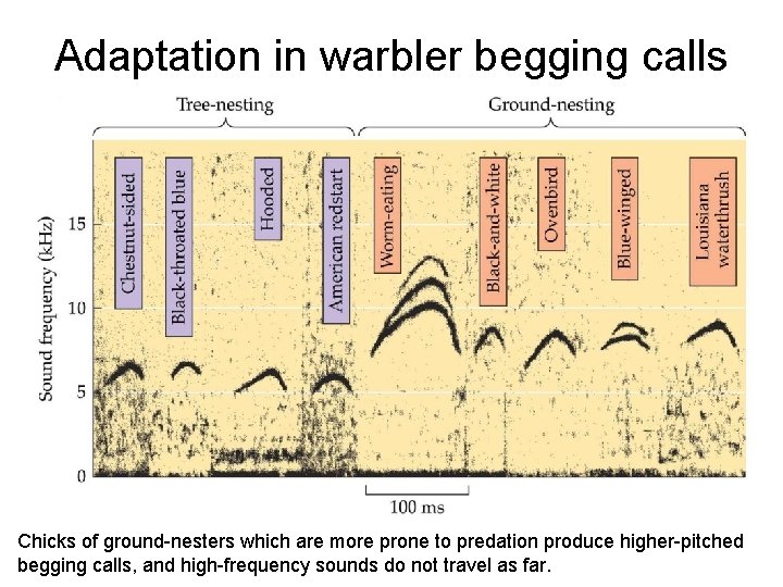 Adaptation in warbler begging calls Chicks of ground-nesters which are more prone to predation