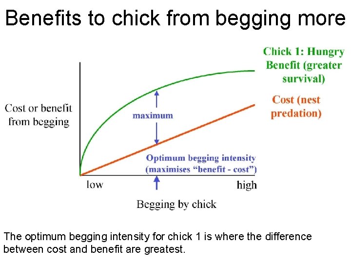 Benefits to chick from begging more The optimum begging intensity for chick 1 is