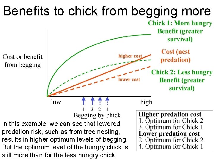 Benefits to chick from begging more In this example, we can see that lowered